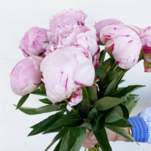 bouquet de pivoines